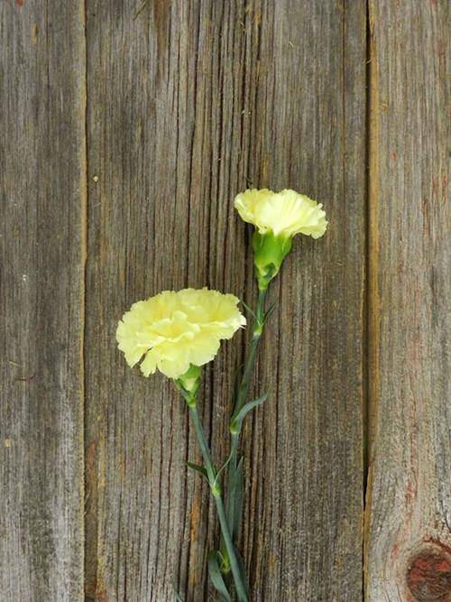 GIOELE YELLOW CARNATIONS